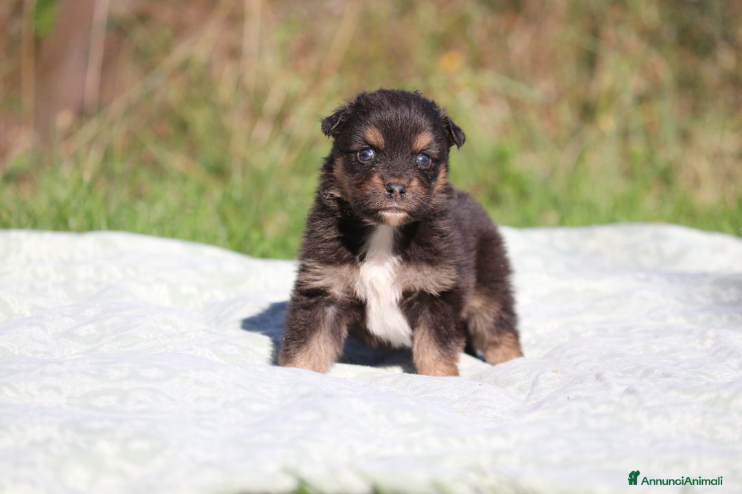 Australian Shepherd cani in vendita: PAstori Australiani cuccioli-Biancaneve e i 6 Nani - Annuncio 14