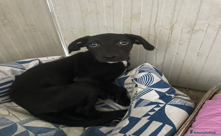 Meticcio cani a Provincia di Modena - Annuncio 4