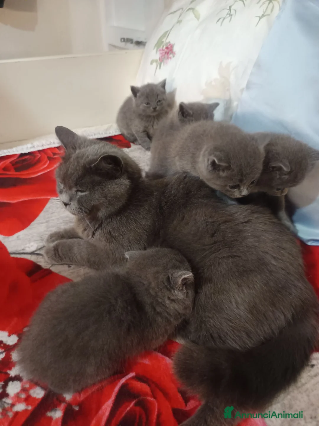 British gatti in vendita: Adorabili gattini British shortair  - Annuncio 1