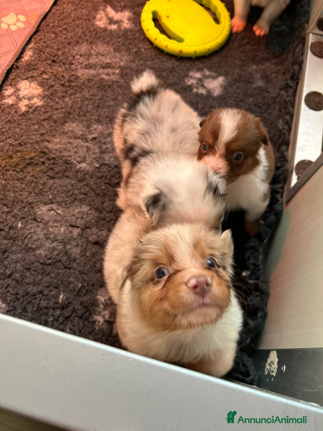 Australian Shepherd cani in vendita: Backy ultimo maschietto disponibile  - Annuncio 5