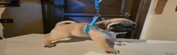 Carlino cani in vendita: Cuccioli di carlino con pedigree (1500 - 1700) - Annuncio 6