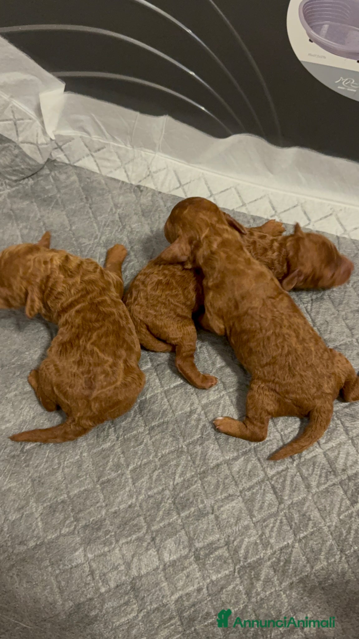 Barboncino Toy cani in vendita: Barboncino toy - Annuncio 5
