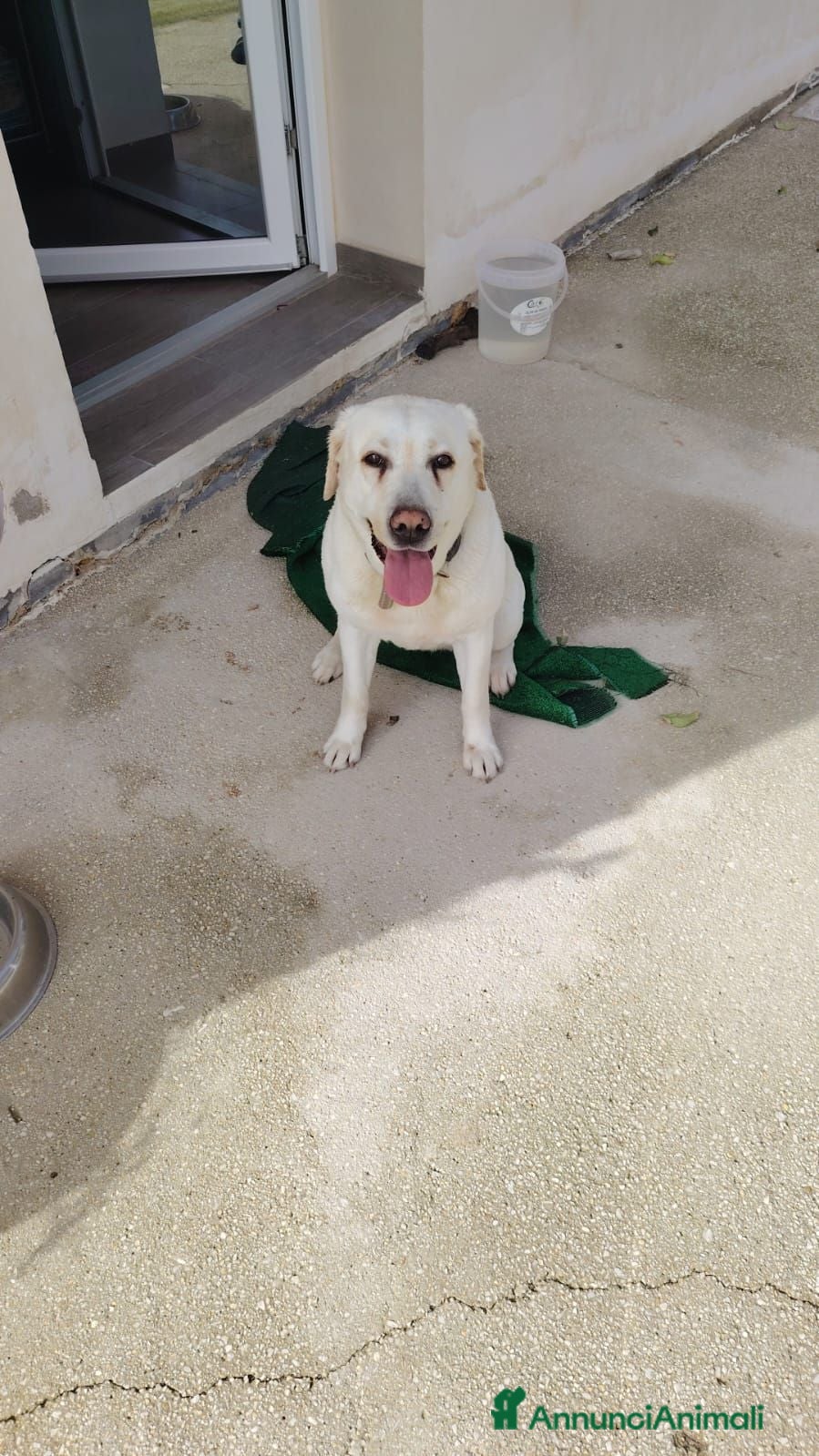 Labrador cani Cerchiamo una nuova famiglia per Stella ❤️ - Annuncio 21
