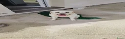 Labrador cani in regalo: Cerchiamo una nuova famiglia per Stella ❤️ a Libero consorzio comunale di Trapani - Annuncio 1
