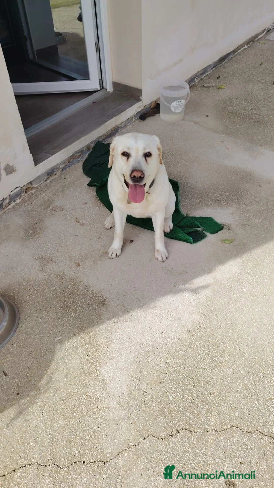 Labrador cani in regalo: Cerchiamo una nuova famiglia per Stella ❤️ a Libero consorzio comunale di Trapani - Annuncio 1