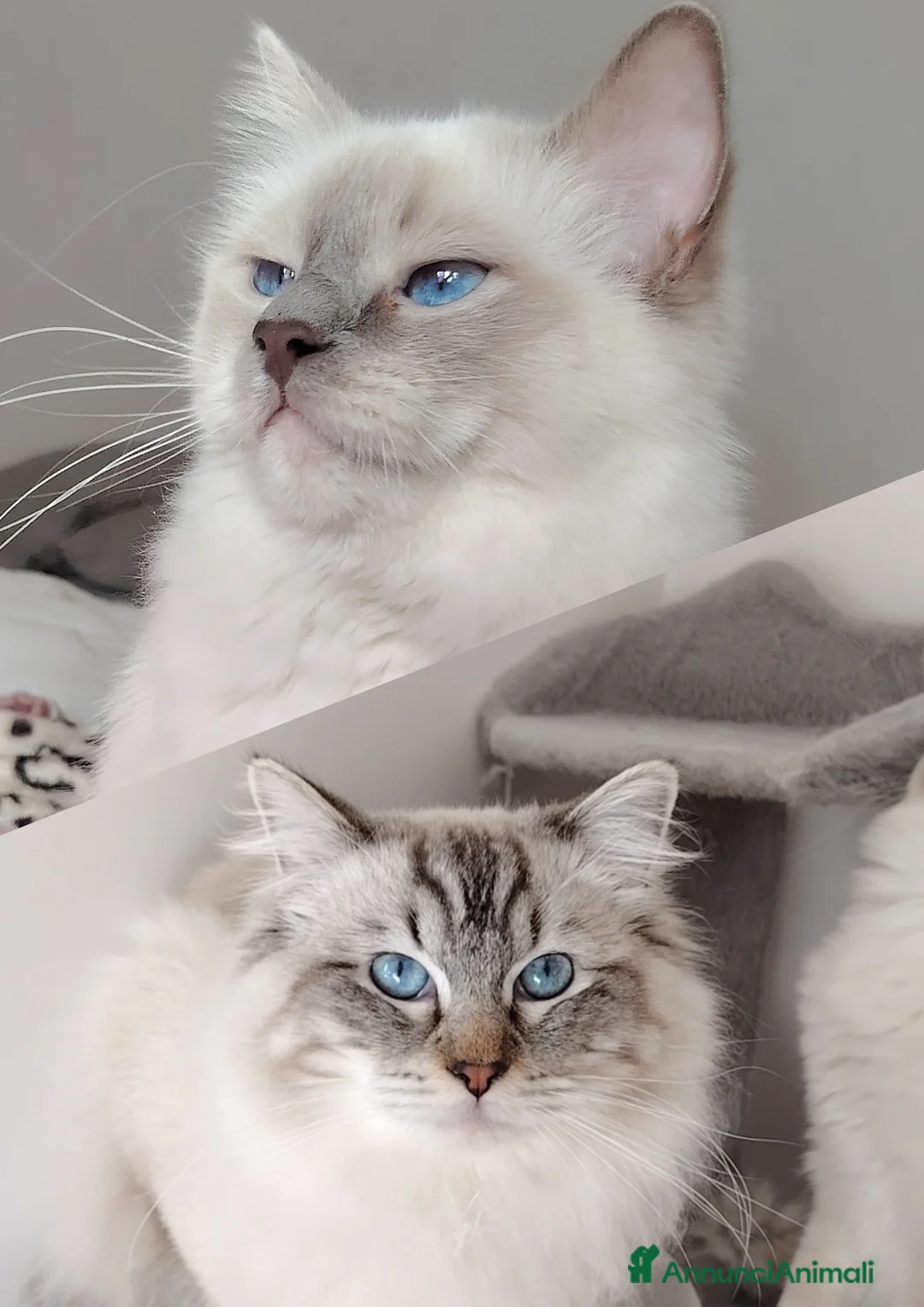 Ragdoll gatti in vendita: Cuccioli Ragdoll con pedigree  - Annuncio 2