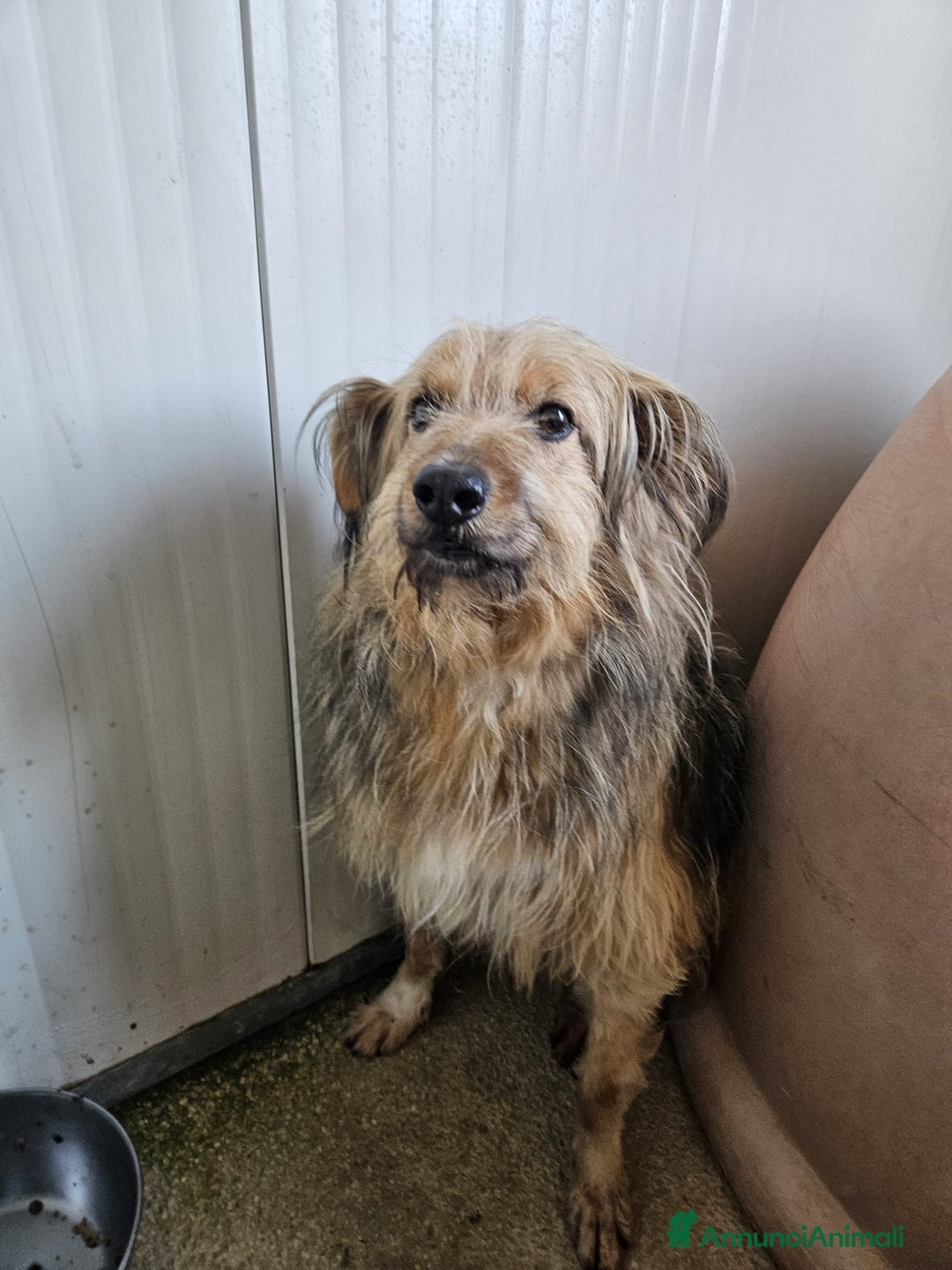 Meticcio cani in regalo: Vanny: una vita in canile, docile e socievole  - Annuncio 2