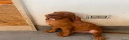Vizsla cani in vendita: Ultimi 3 maschi di di bracco ungherese disponibili - Annuncio 7