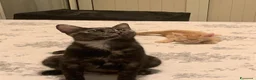 Meticcio gatti in regalo: 8 mesi dolcissima  - Annuncio 2
