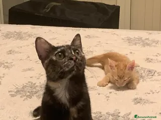 Meticcio gatti 8 mesi dolcissima - Annuncio 2