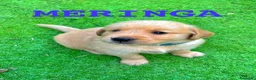Golden Retriever cani in vendita: Golden Retriever  - Annuncio 7