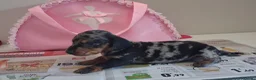 Bassotto cani in vendita: Cuccioli di bassotto  - Annuncio 2