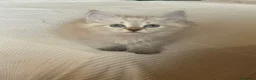 Siberiano gatti in vendita: Gattini Siberiani Ipoallergenici a Provincia di Brescia - Annuncio 21