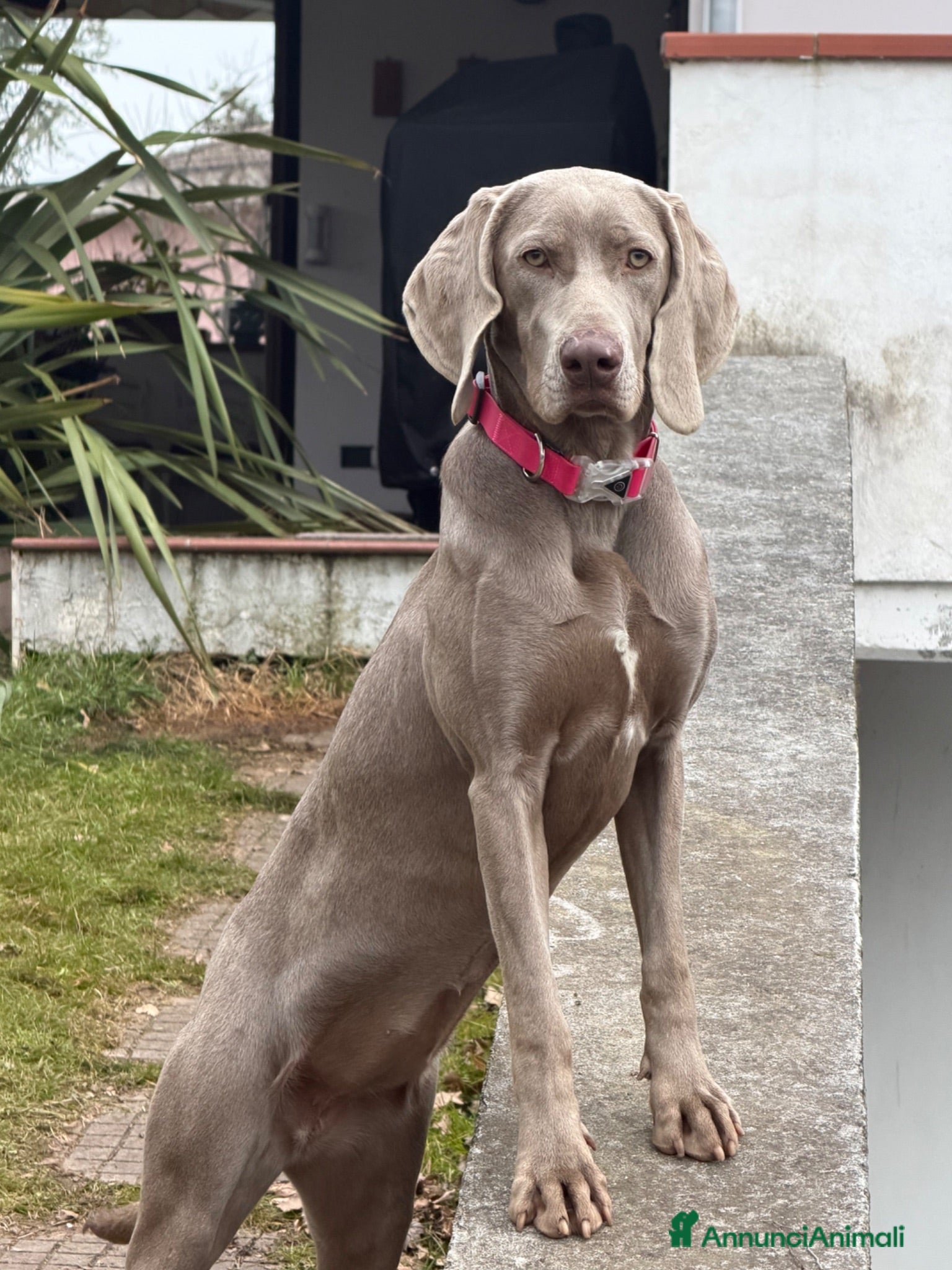 Meticcio cani Cuccioli Meticci - Annuncio 2
