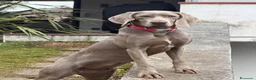 Meticcio cani in vendita: Cuccioli Meticci a Provincia di Mantova - Annuncio 1
