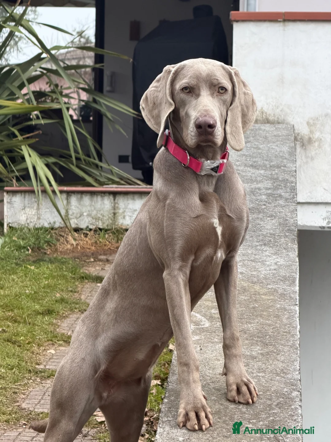 Meticcio cani in vendita: Cuccioli Meticci a Provincia di Mantova - Annuncio 1