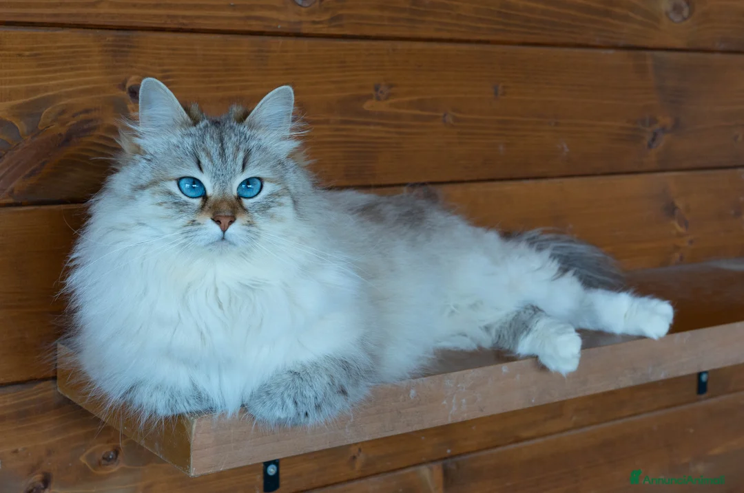 Immagine della galleria {{count}}