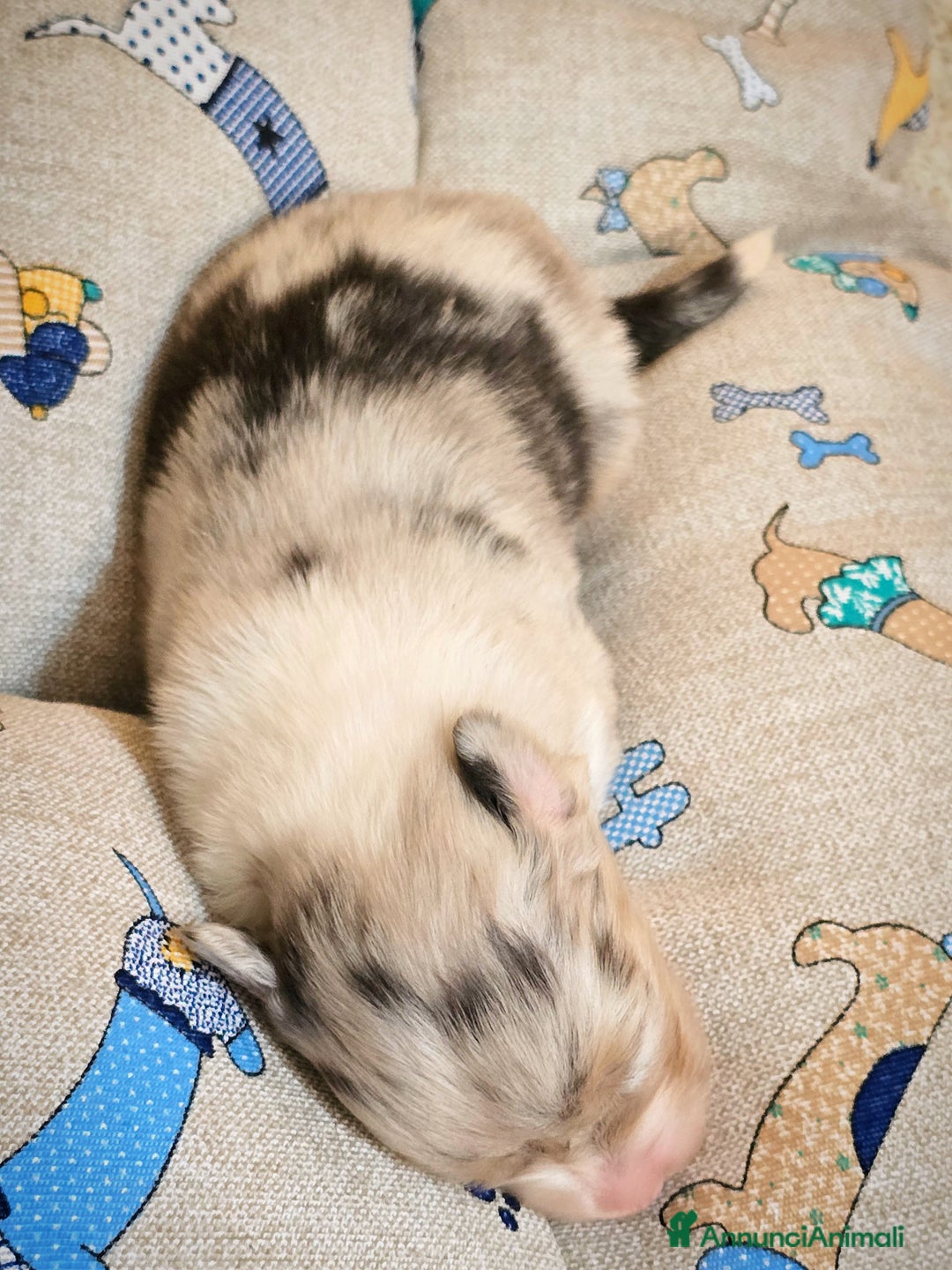 Australian Shepherd cani in vendita: Cucciole di pastore australiano con pedigree ENCI - Annuncio 14