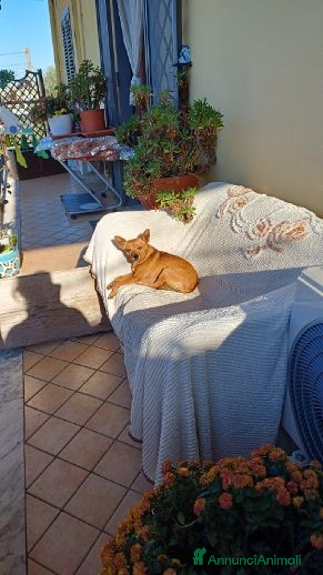 Meticcio cani in regalo: MOLLICA 7anni e solo 4kg!  - Annuncio 5