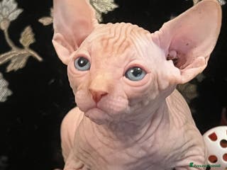 Sphynx gatti Sphynx a Città metropolitana di Roma Capitale - Annuncio 20