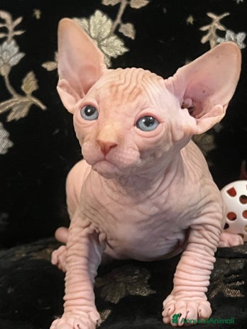 Sphynx gatti Sphynx a Città metropolitana di Roma Capitale - Annuncio 19