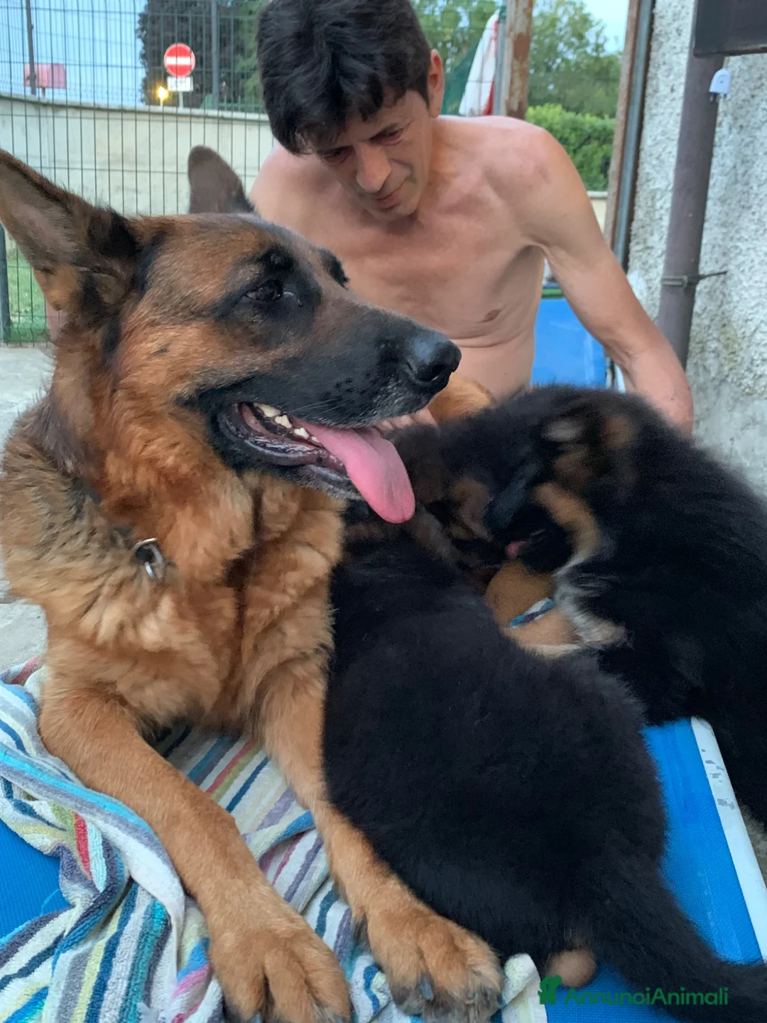 Pastore Tedesco cani in vendita: cuccioli - Annuncio 24