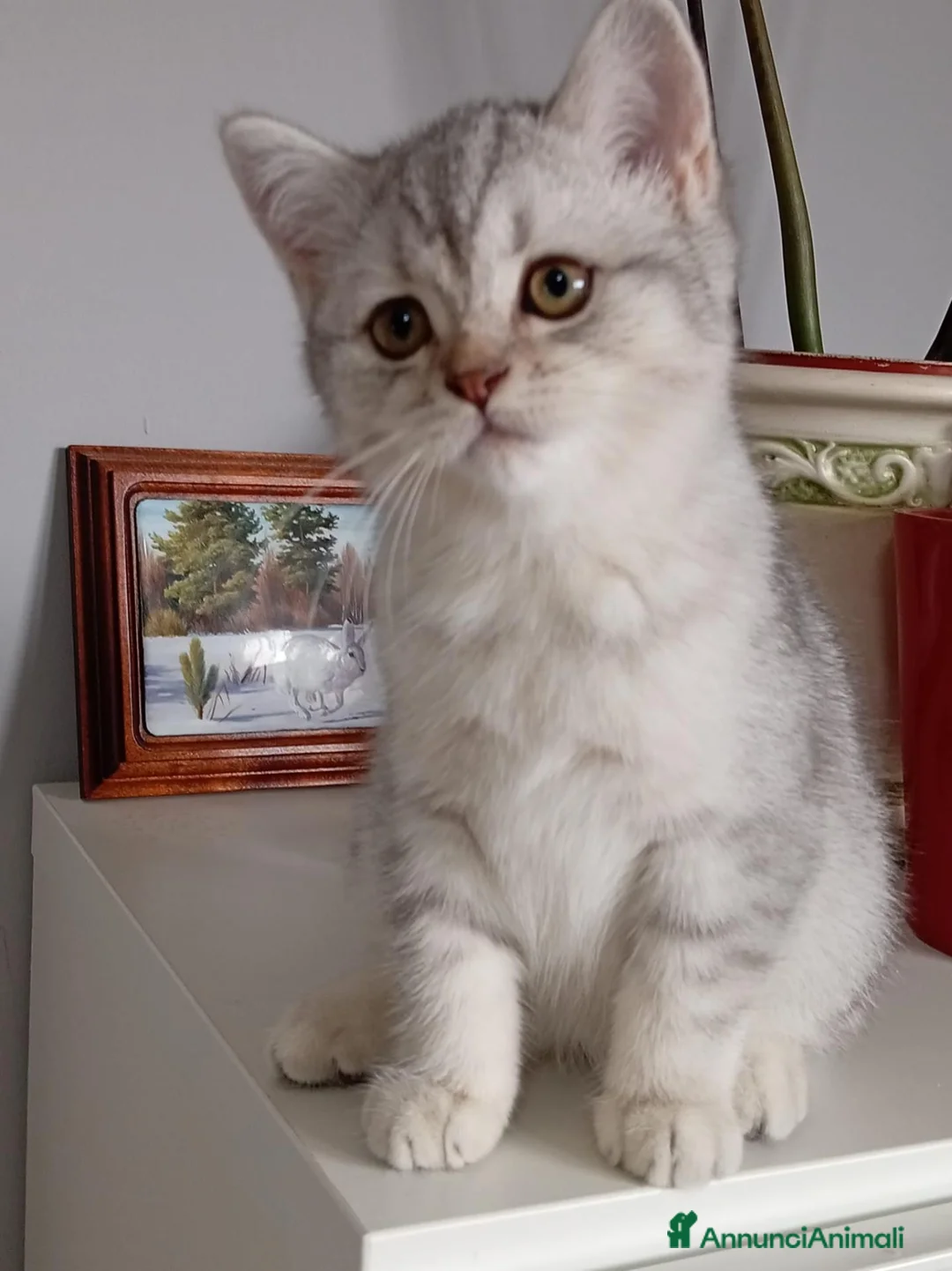 Scottish gatti in vendita: Cuccioli Scottish  - Annuncio 1