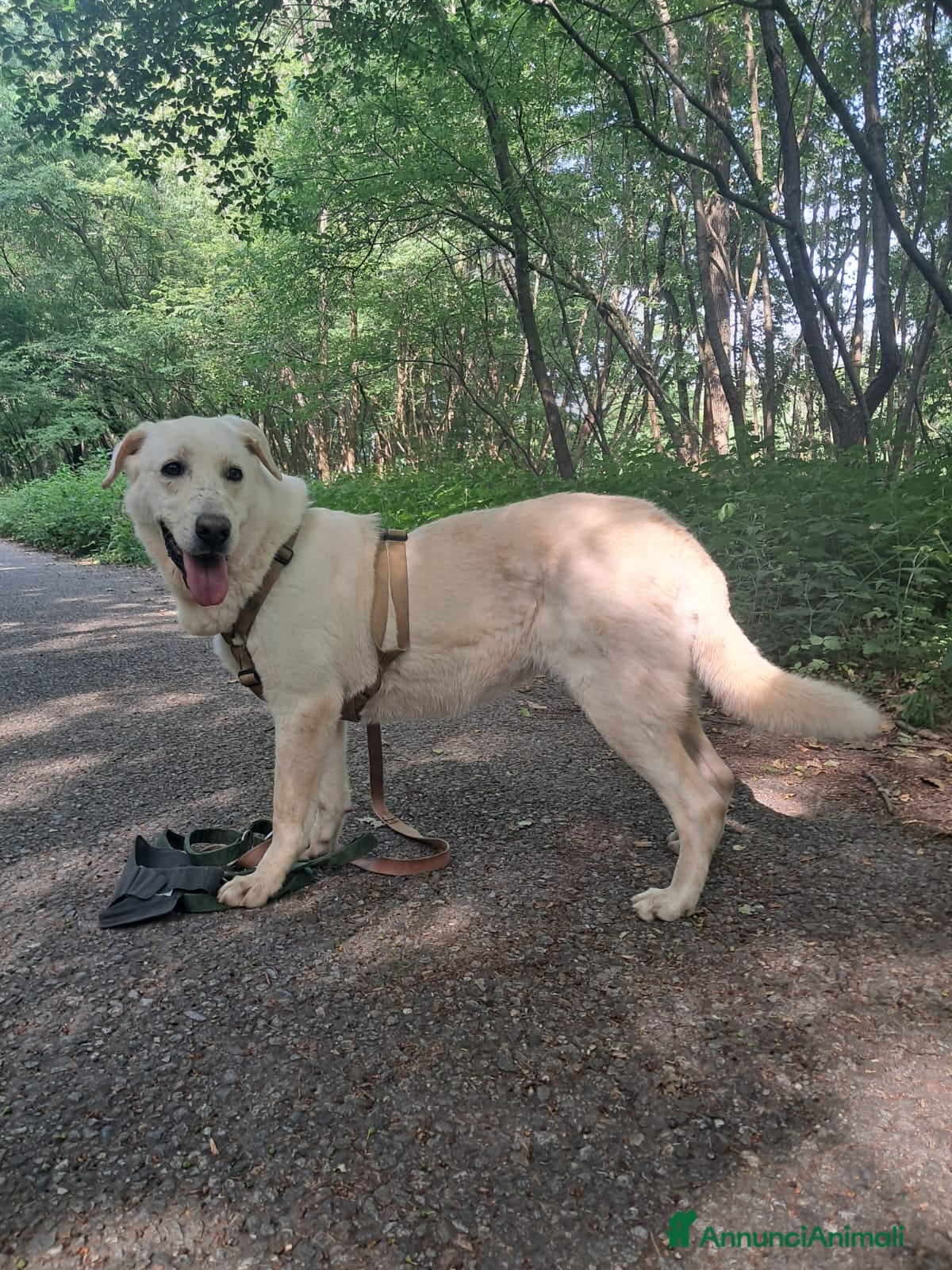 Labrador cani in regalo: Easy, una labrador da adottare - Annuncio 6