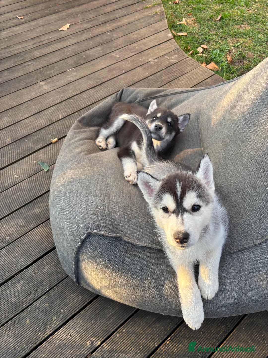 Husky cani in vendita: Cucciolata Siberian Husky - Annuncio 3