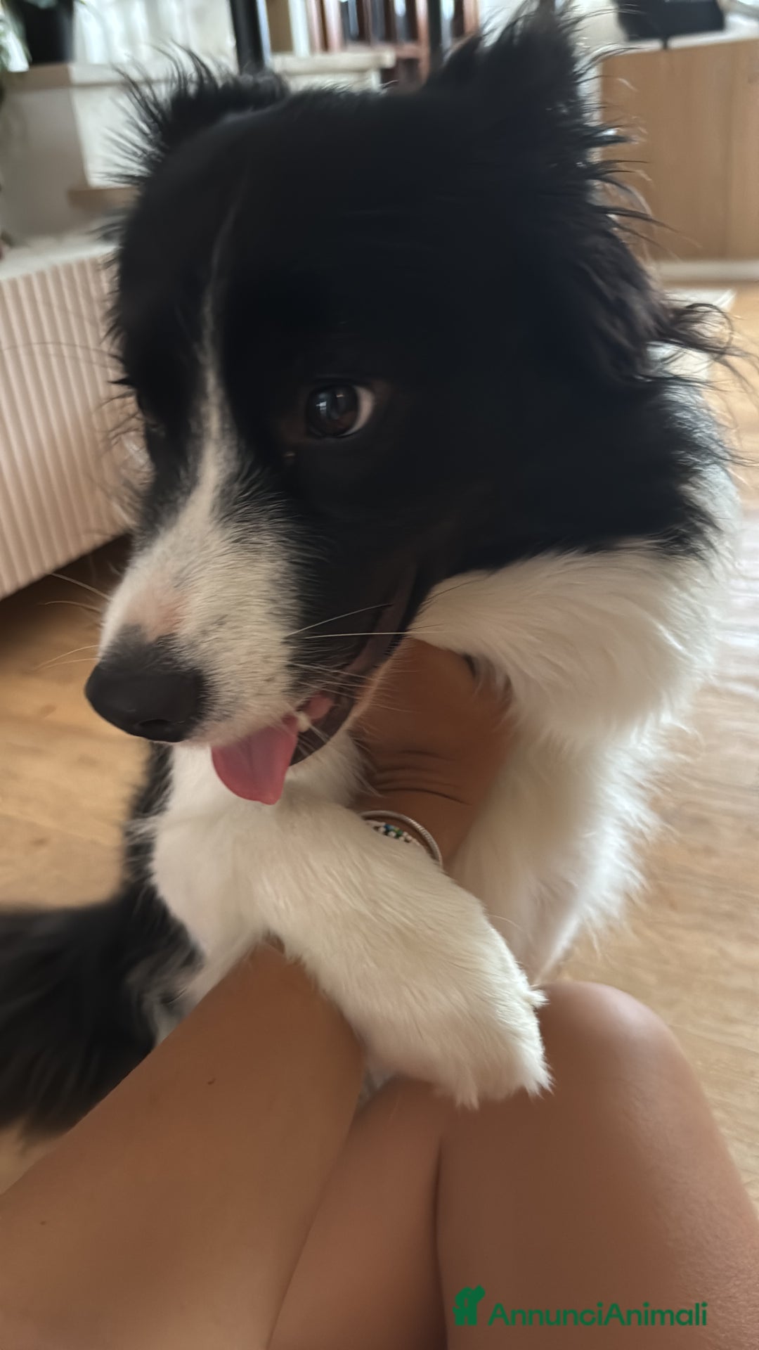 Immagine della galleria {{count}}