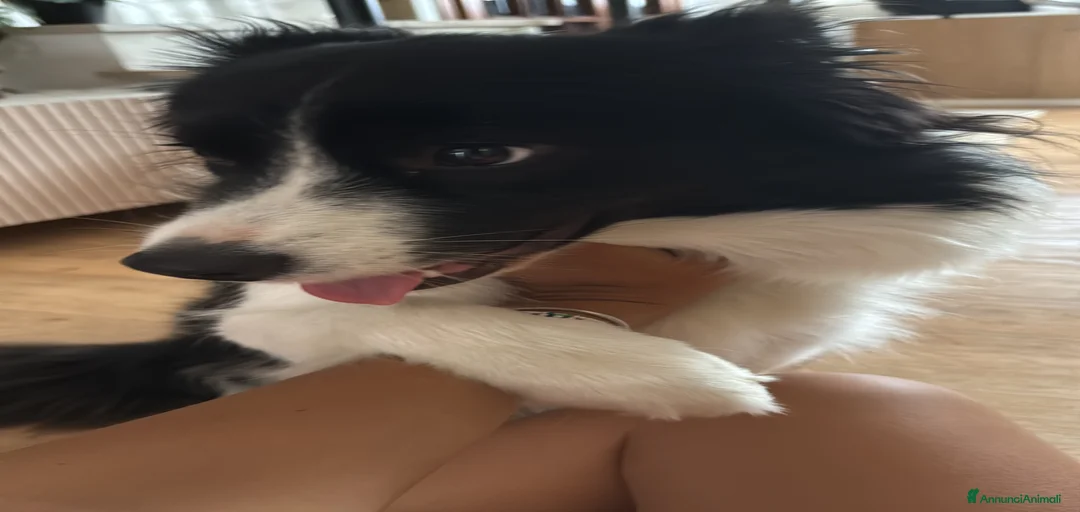 Immagine della galleria {{count}}