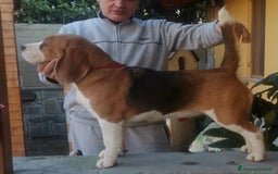 Beagle cani in vendita: BEAGLE CUCCIOLI a Province of Vercelli - Immagine 3
