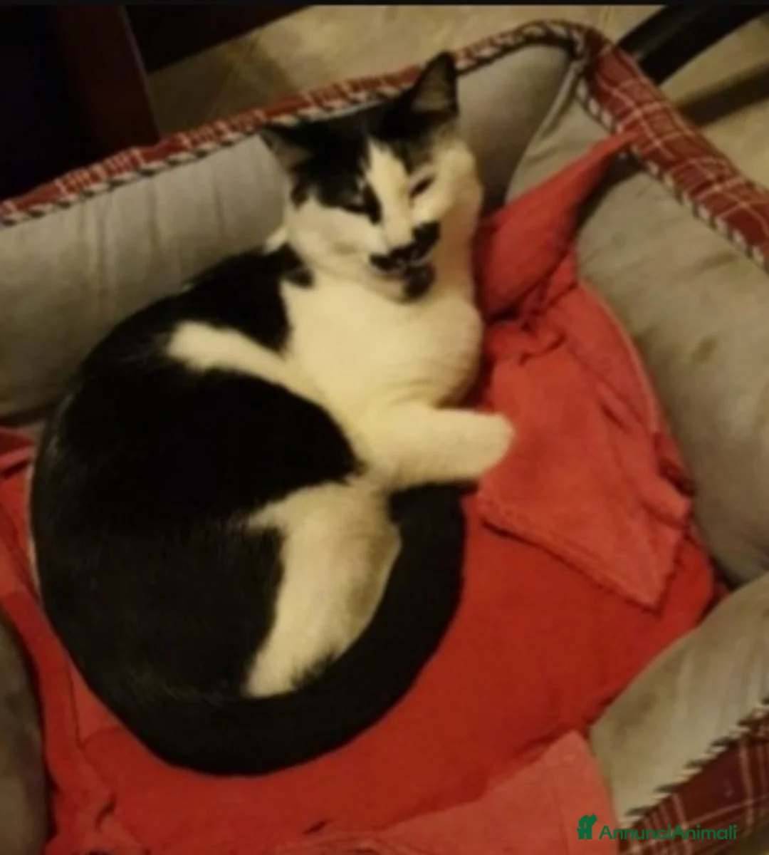 Altre razze gatti in regalo: 2mici bianco/neri 1anno dolcissimi SOS CASA ROMA a Città metropolitana di Milano - Annuncio 1