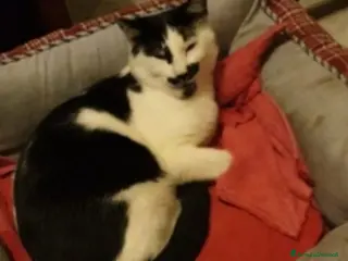 Altre razze gatti 2mici bianco/neri 1anno dolcissimi SOS CASA ROMA a Città metropolitana di Milano - Annuncio 2