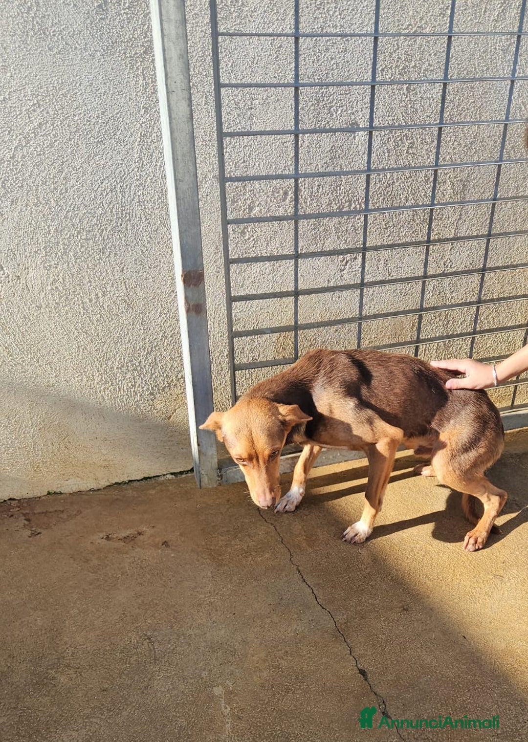 Meticcio cani in regalo: Lupo: cucciolotto taglia piccola socievole  a Città Metropolitana di Genova - Annuncio 20