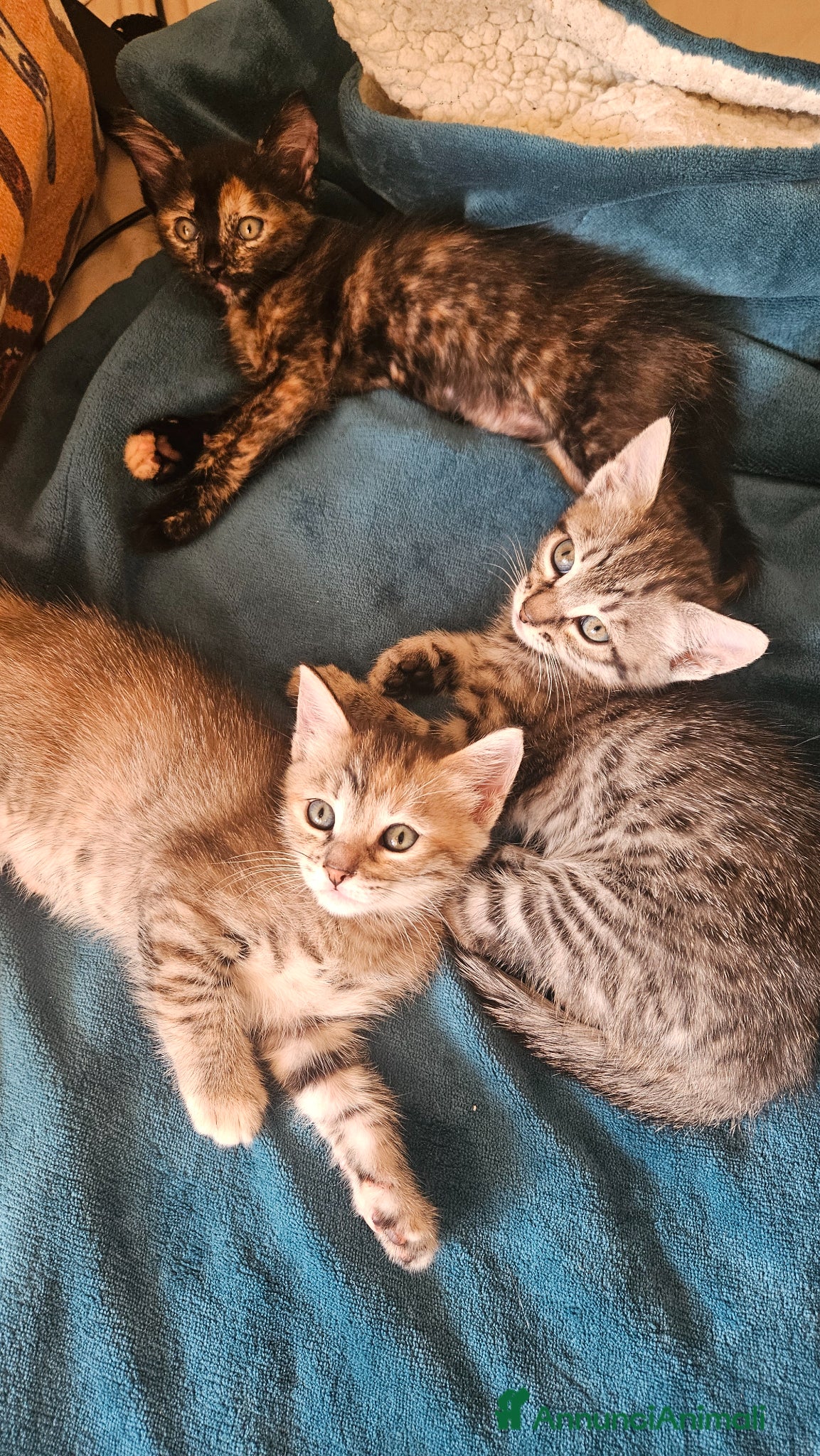 Meticcio gatti Regalo gattini  - Annuncio 2