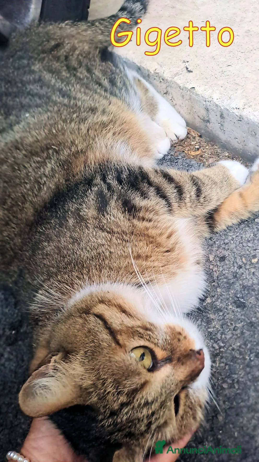 Europeo gatti in regalo: UN AIUTO PER GIGETTO 🙏🐱 - Annuncio 4