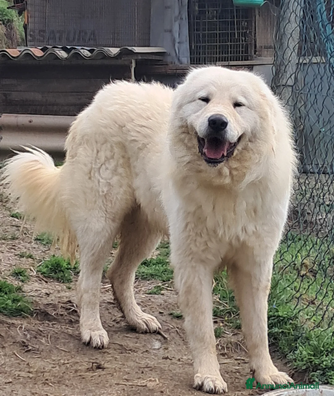 Pastore Maremmano cani in vendita: spettacolari cuccioli di Pastore marem. Abruzzese  - Annuncio 23