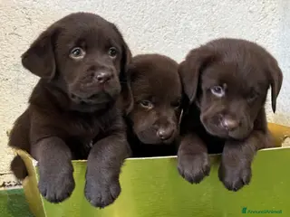 Labrador cani Labrador - Annuncio 4