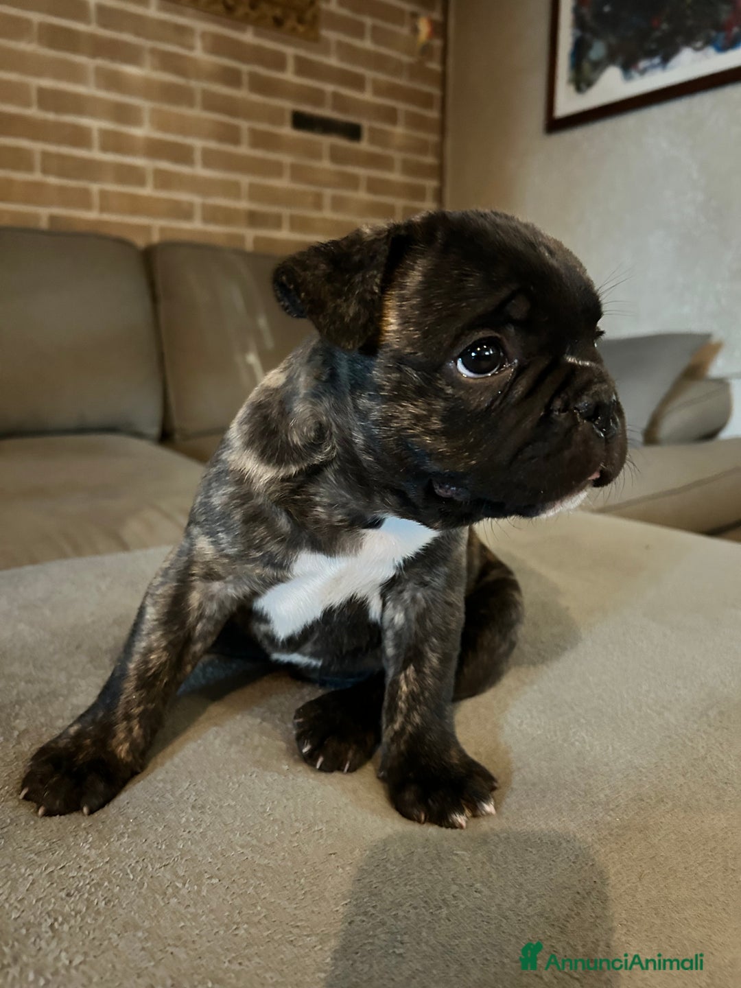 Bulldog Francese cani in vendita: Bulldog francese  a Provincia di Padova - Immagine 6