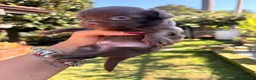 Chihuahua cani in vendita: Chihuahua  - Annuncio 12