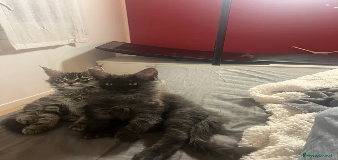 Immagine della galleria {{count}}