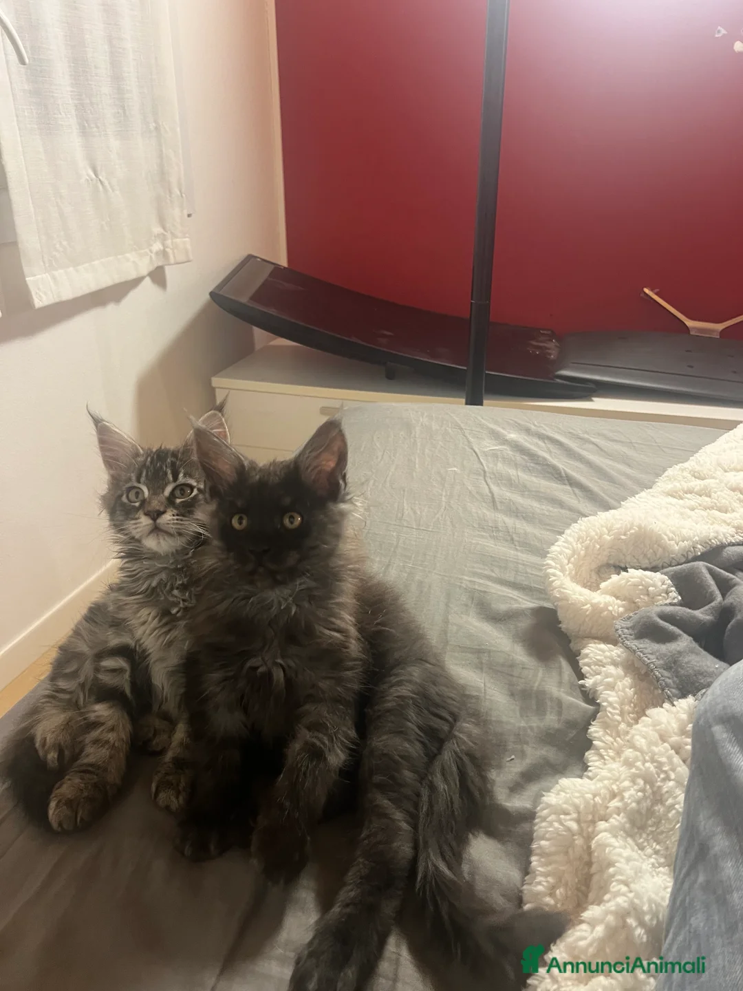 Immagine della galleria {{count}}