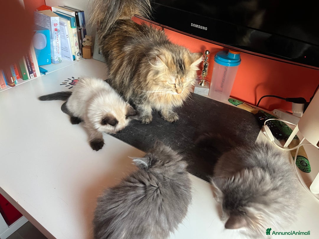 Siberiano gatti in vendita: Gatti siberiani  a Provincia di Biella - Immagine 15