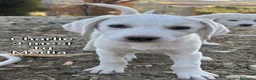 Meticcio cani in regalo: CUCCIOLI, URGENTE: TEMPO SCADUTO  a Provincia di Arezzo - Annuncio 5