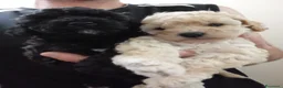 Barboncino cani in vendita: Barboncini Toy/nani - Annuncio 3