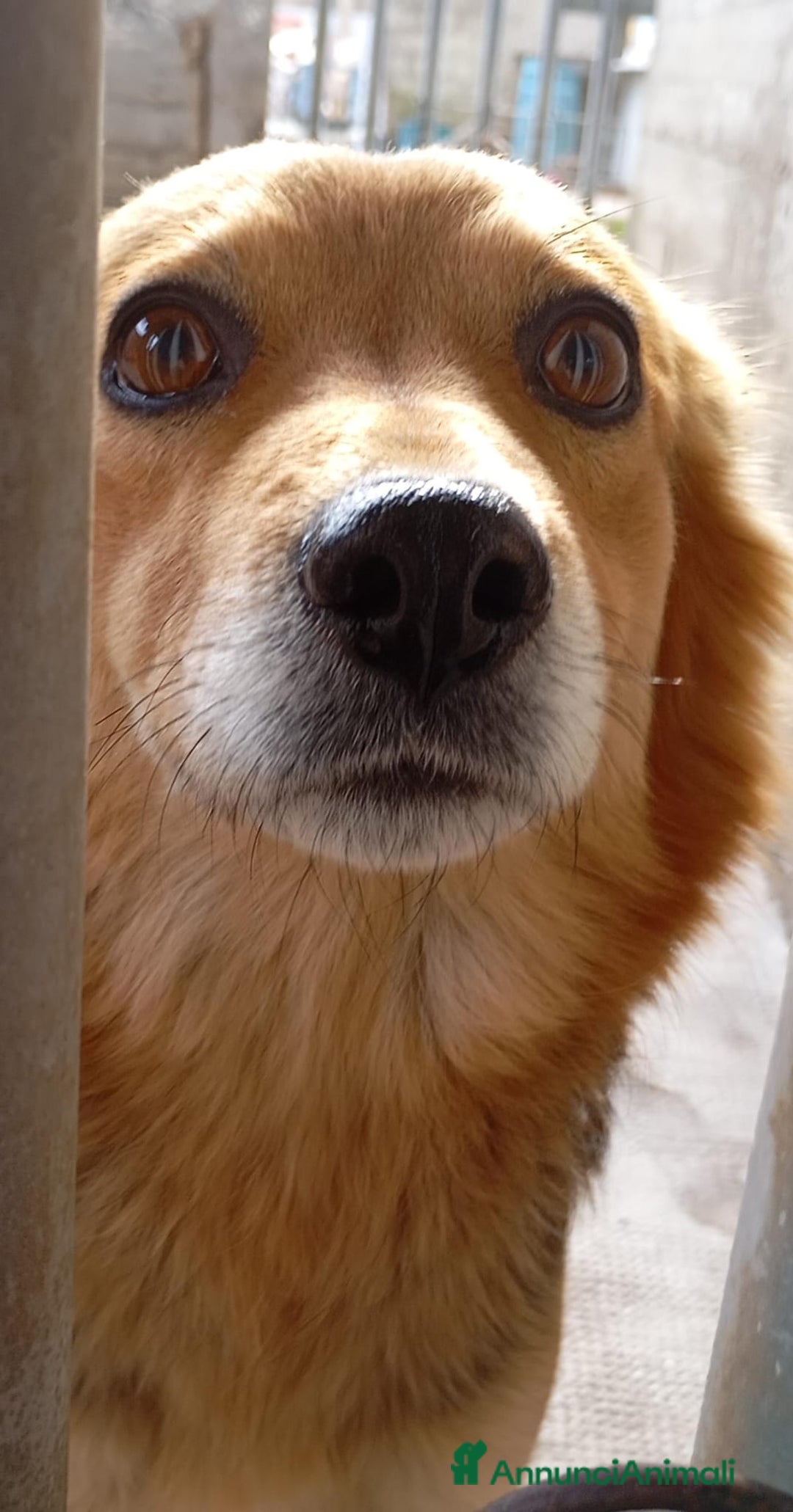 Meticcio cani in regalo: Cagnolina di taglia media piccola  - Annuncio 3