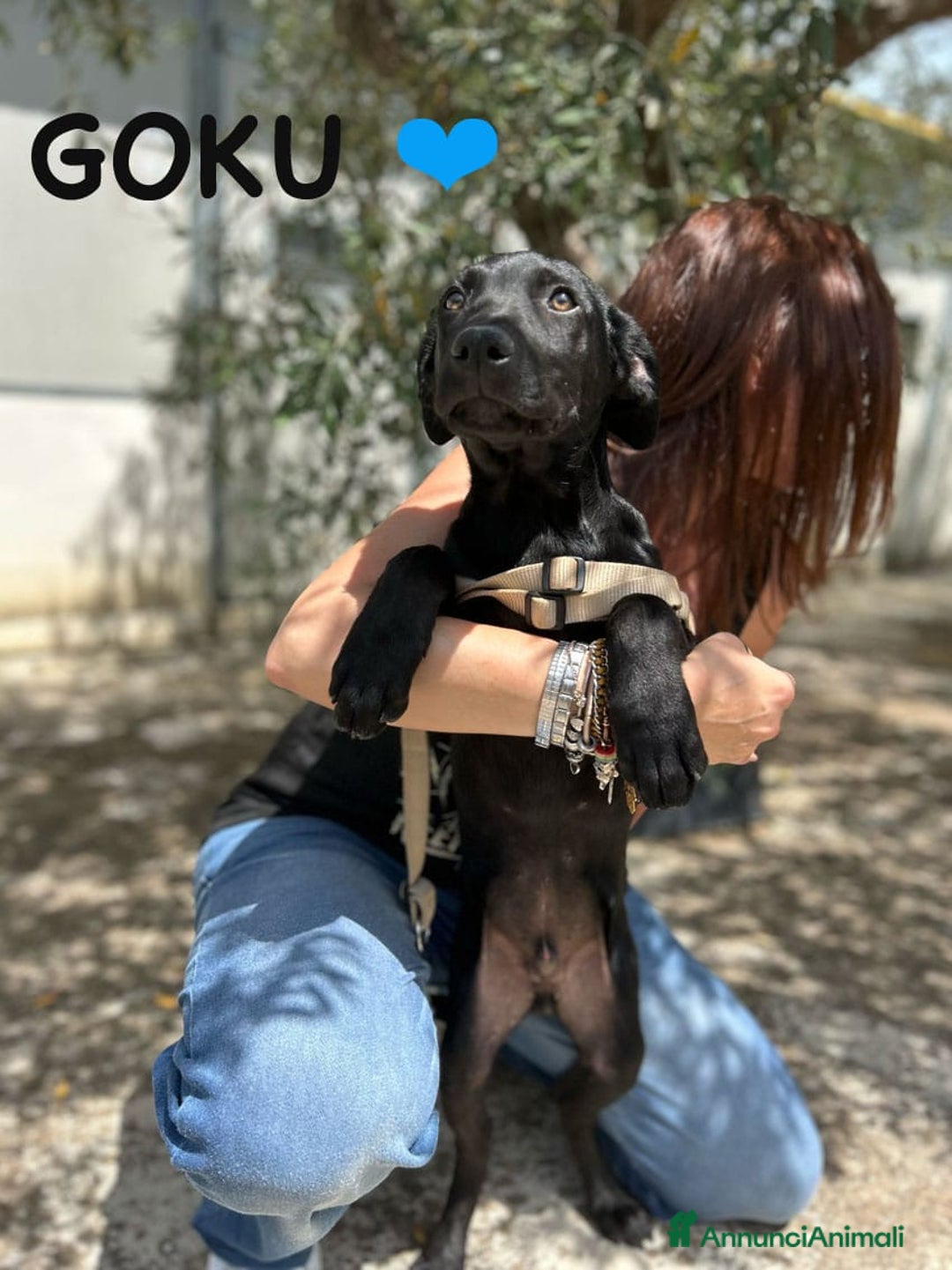 Meticcio cani in regalo: 8 cuccioli da salvare, 4 mesi: Gohan, Goku, ... a Provincia di Bergamo - Immagine 17