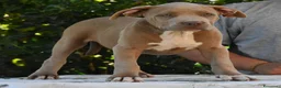 American Bully cani in vendita: Cucciole di American Bully XL. - Annuncio 5