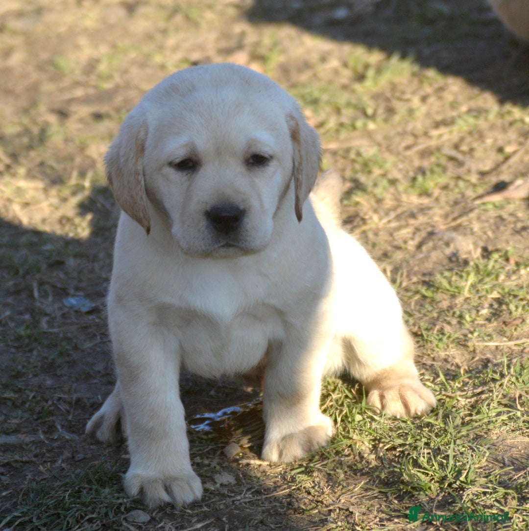 Labrador cani in vendita: Femmina di labrador - Annuncio 3